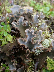 Peltigera