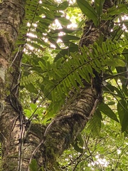 Polypodiaceae