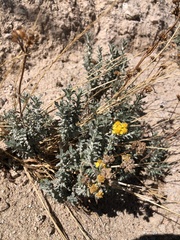 Eriophyllum confertiflorum