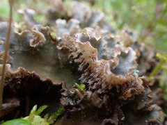 Peltigera