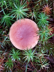 Lactarius fragilis
