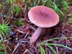 Lactarius fragilis