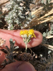 Eriophyllum confertiflorum