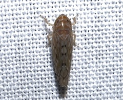 Osbornellus