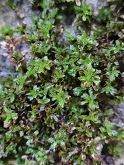 Encalypta streptocarpa