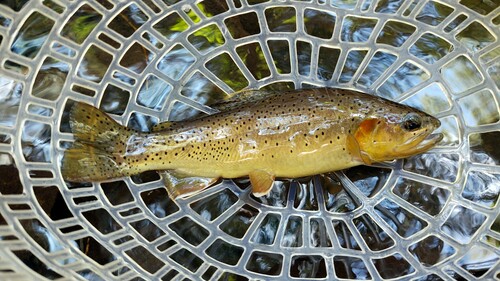 Apache trout (Oncorhynchus apache) — Salmonidae