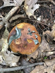 Cyanoboletus pulverulentus