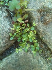Polycarpon tetraphyllum