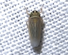 Graminella villica