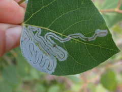 Phyllocnistis populiella