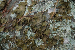 Umbilicaria muhlenbergii