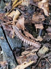 Polydesmus complanatus