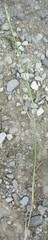 Sporobolus neglectus