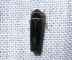 Tylozygus bifidus