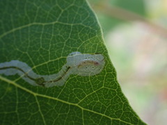 Phyllocnistis populiella