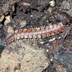 Polydesmus complanatus