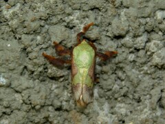 Latoia viridifascia