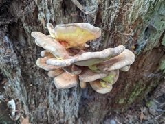 Laetiporus conifericola