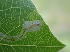 Phyllocnistis populiella