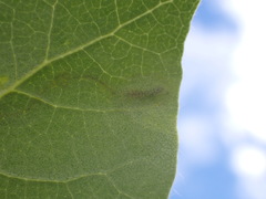 Phyllocnistis populiella