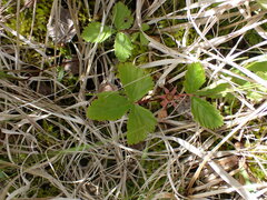 Rubus arcticus