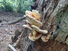 Laetiporus conifericola