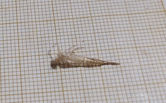 Erythromma lindenii