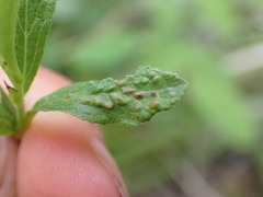 Eriophyes emarginatae