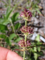 Penstemon procerus