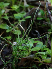 Equisetum scirpoides