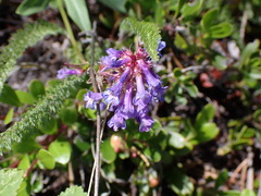 Penstemon procerus