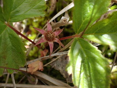 Rubus arcticus