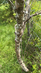 Zanthoxylum clava-herculis