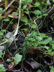 Equisetum scirpoides