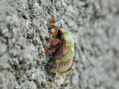 Latoia viridifascia