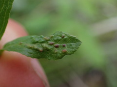 Eriophyes emarginatae