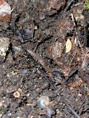 Cylindroiulus punctatus