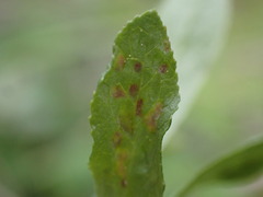 Eriophyes emarginatae