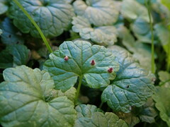 Rondaniola bursaria