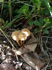 Kuehneromyces lignicola