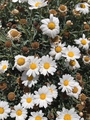 Argyranthemum frutescens