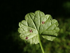 Rondaniola bursaria