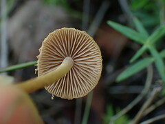Kuehneromyces lignicola