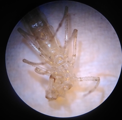 Erythromma lindenii