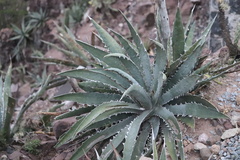 Agave xylonacantha