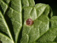 Rondaniola bursaria