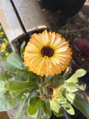 Calendula