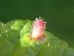 Rondaniola bursaria