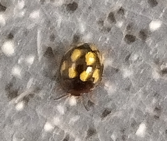 Derispia maculipennis