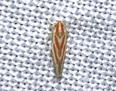 Erythridula
